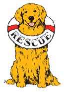 Delaware Valley Golden Retriever Rescue