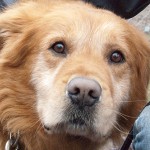 15-272 Boomer 11 550x460d