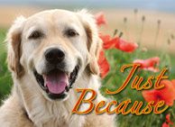 donation card_justbecause_anytime