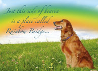 donation card_rainbowbridge_memory_pet