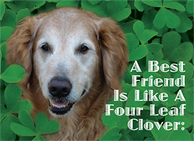 donation card_st.patricksday_InHonorOf