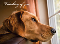 donation card_thinkingofyou_anytime