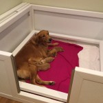 Charlotte and her puppies.