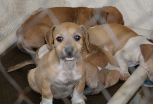 One of the dogs that will head to New York. As soon as these dogs leave, the kennel will be full again within hours.