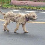 This sweet Doodle will soon arrive at Golden Gateway and then to an adoptive home.