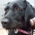 15-257 Lucy 16 550x460a