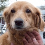 15-266 Gala 550x460e