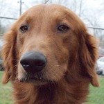 15-282 Cooper18 550x460e