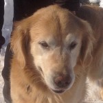 16-002 stormy 550x460 b