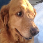 16-005 Trixie #12 550x460a