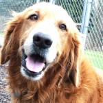 RA January 2016 15-289 Simba 13 550x460d