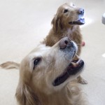 16-019 Scully and 16-020 Lilly 555x460 d