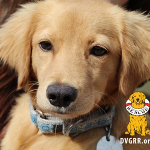 * DVGRR Jack's Fund ( The entire amount of this donation is tax deductible)