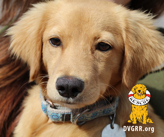 * DVGRR Jack's Fund ( The entire amount of this donation is tax deductible)