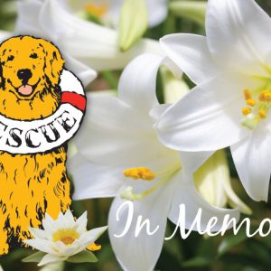 *Donation Greeting Card/In Memory-Lilly Flower(The amount of your donation is fully tax deductible)