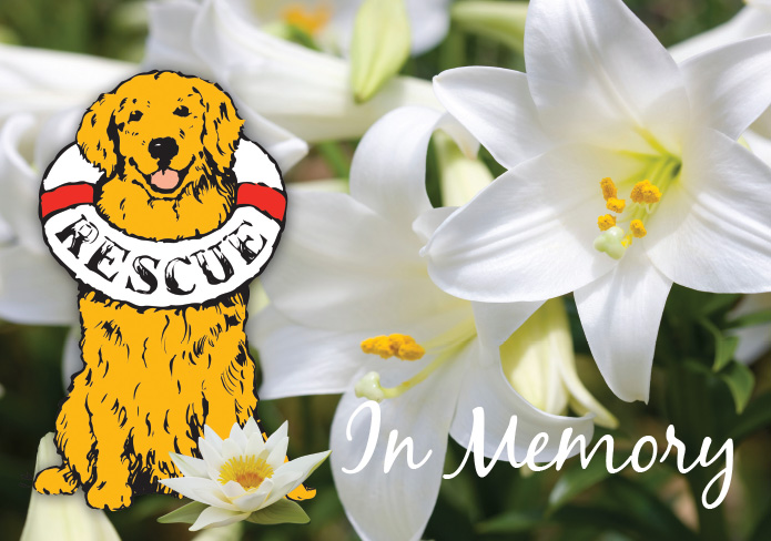 *Donation Greeting Card/In Memory-Lilly Flower(The amount of your donation is fully tax deductible)