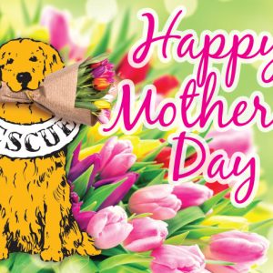 *Donation Greeting Card/Mother's Day- Tulip Flower(The amount of your donation is fully tax deductible)