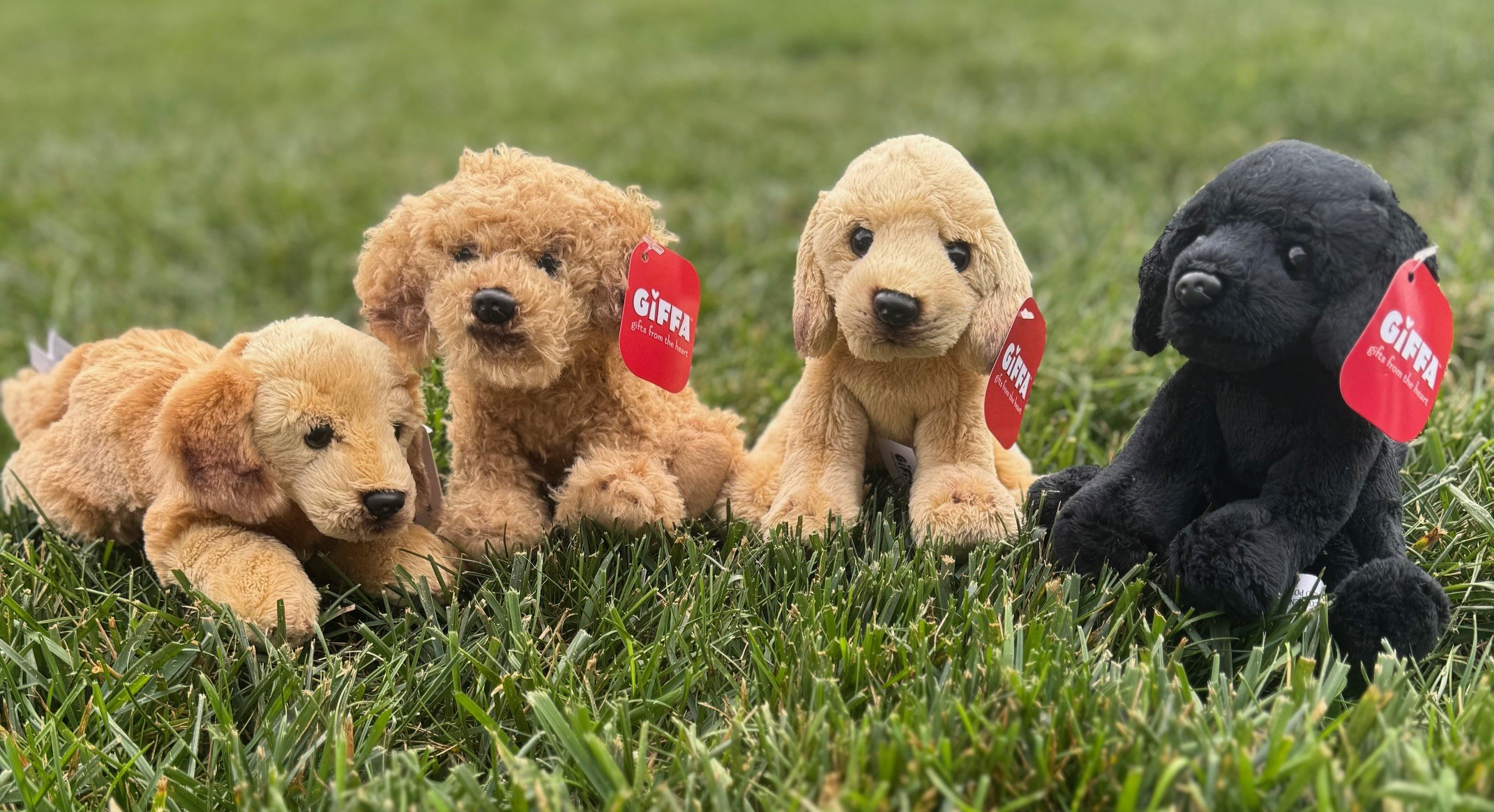 Dog Toy or Dog Snack or Dog Food Sponsorship (The entire amount of this donation is tax deductible) - Image 4